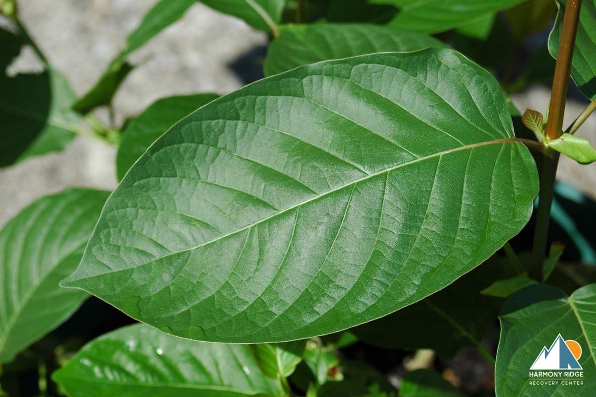 Kratom Use in West Virginia