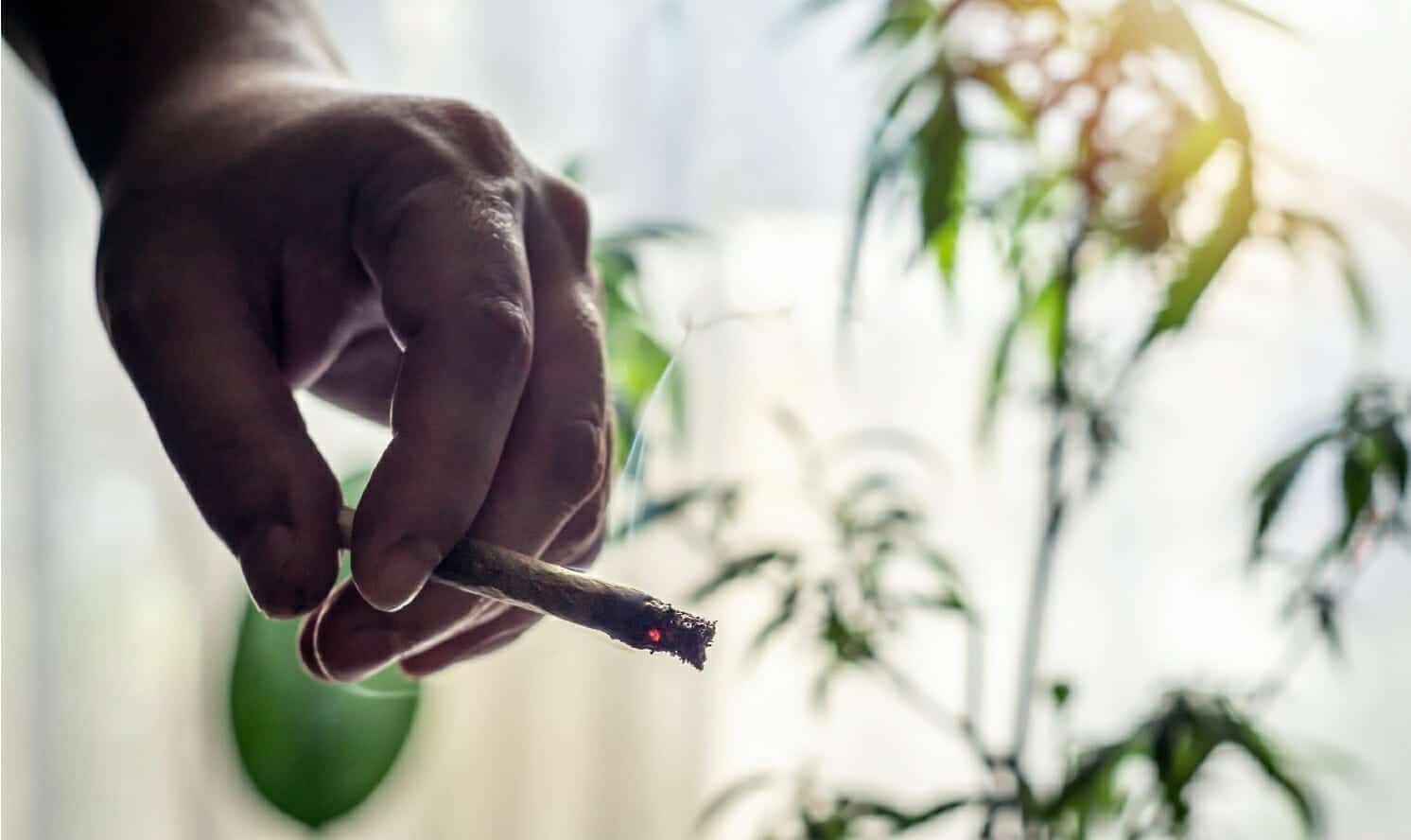 What Can Marijuana Be Laced With?