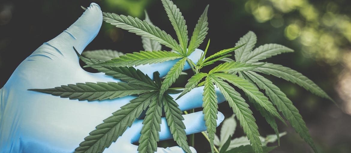 Person holding a marijuana leaf.