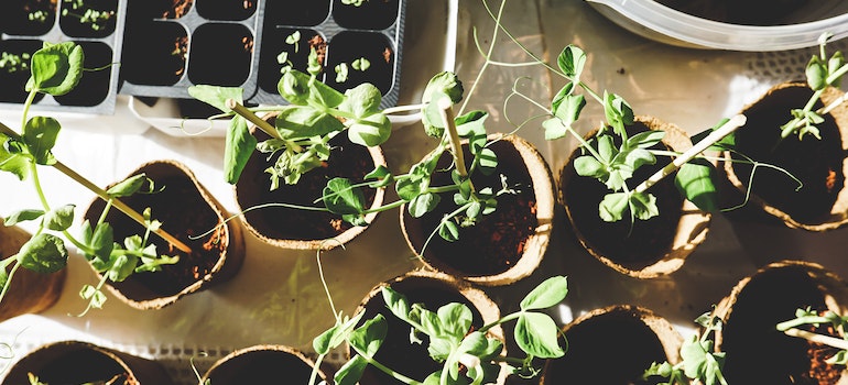 Plants in small pots.