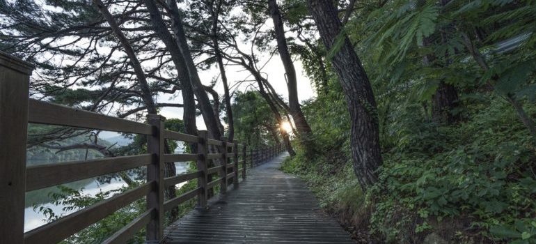 A walking path through a forest by a body of water.