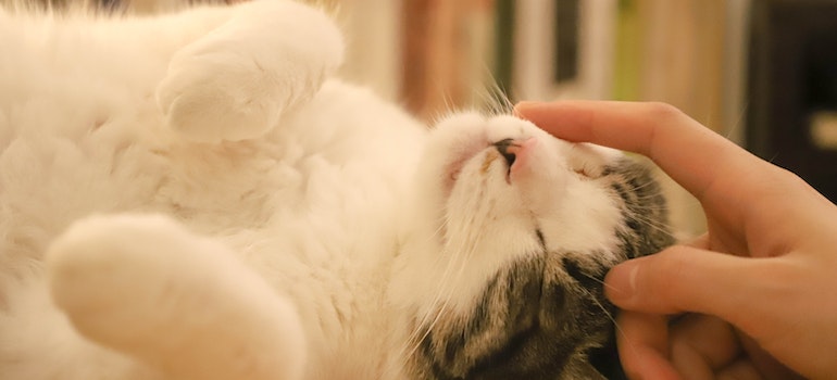 Person petting a cat as a way bonding with animals can help your recovery in Parkersburg WV