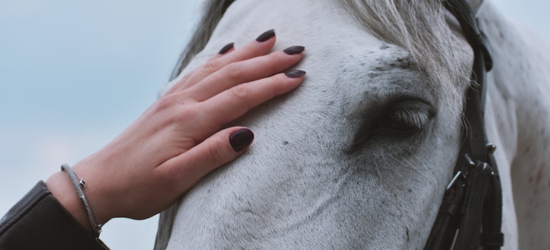 bonding with animals can help your recovery in Parkersburg WV if you use them for therapy.