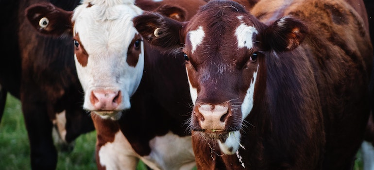 Two cows looking at the camera.