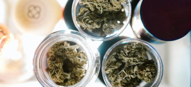 Three clear glass jars containing marijuana kush.