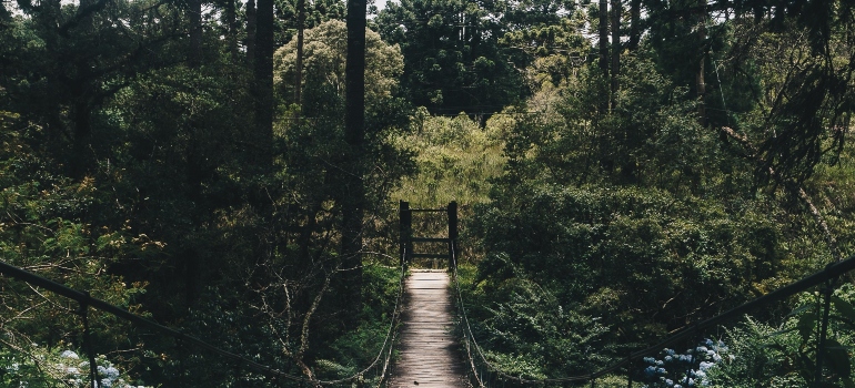 bridge in a forest