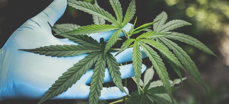 marijuana leaves. showing one of the most Commonly Abused Drugs in Colleges in West Virginia