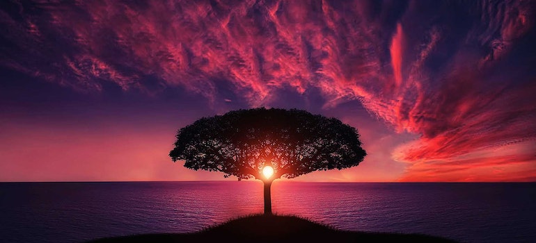 family tree representing finding out if drugs or alcohol abuse runs in your family