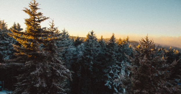 A landscape of trees covered in snow.