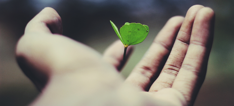 A persons hand is shown, with a plant in the middle of their palm.
