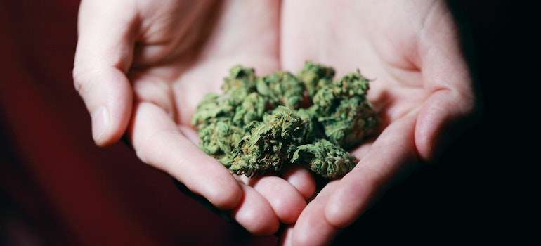 Person holding marijuana