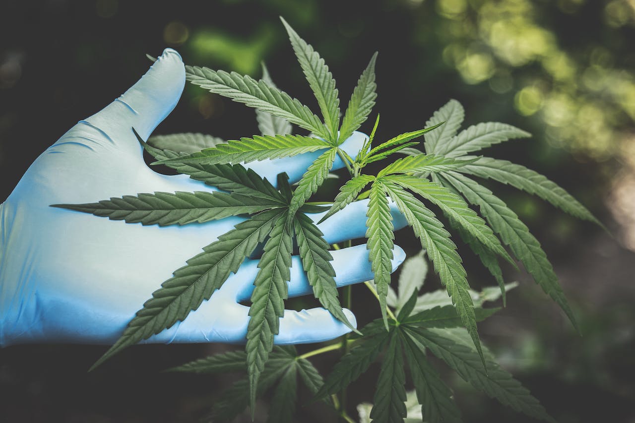 Debunking Myths About Marijuana’s Harmless Reputation in West Virginia
