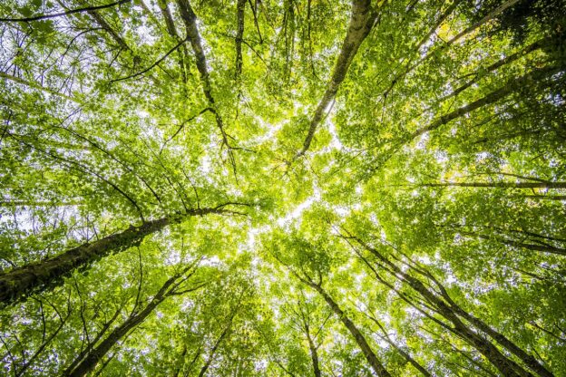 Tall green trees