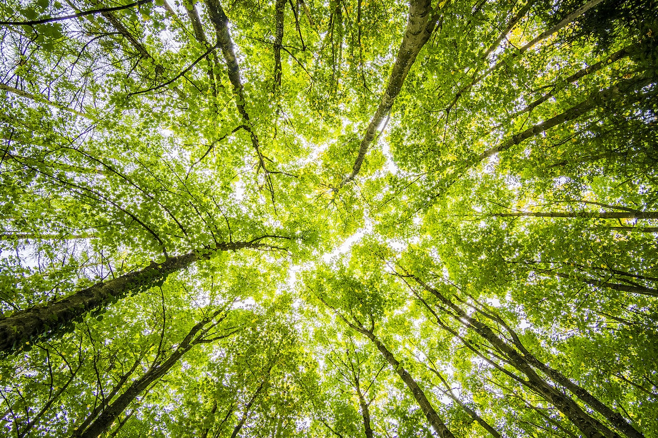 Comparing Different Nature-Based Therapies in West Virginia Recovery Centers: Nature-Informed Therapy vs. Ecotherapy vs. Wilderness Therapy