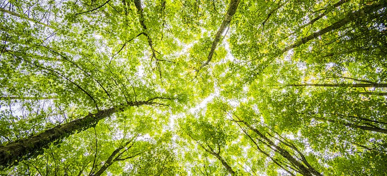 a photo of tall trees taken from the ground