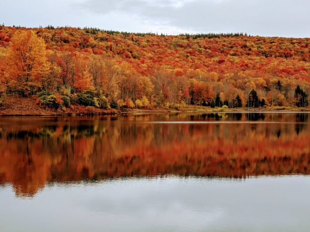 Trees in fall in West Virginia representing Rural vs. Urban Addiction Treatment in West Virginia