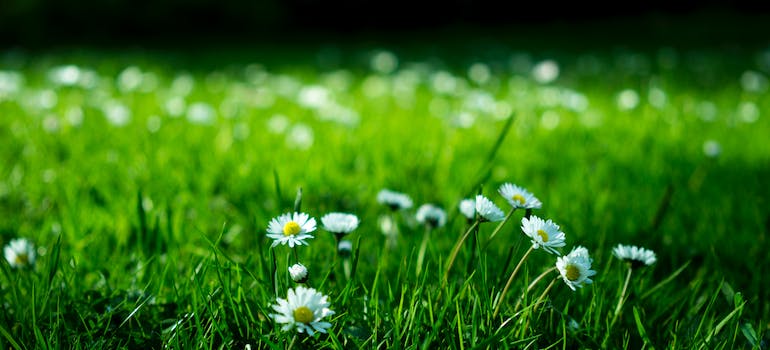 Daisey in the grass