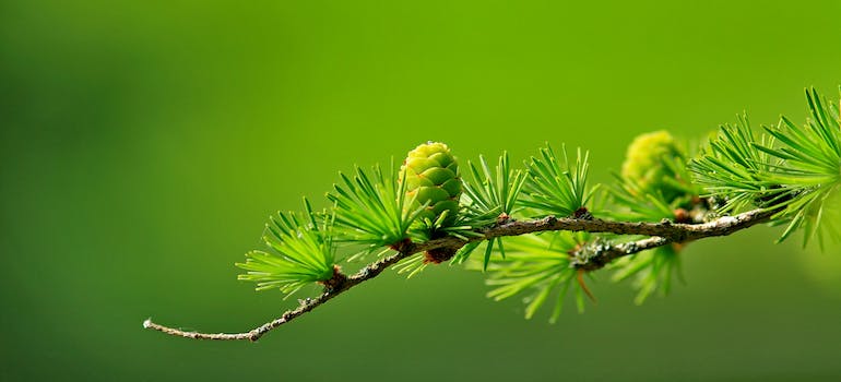 A branch of a tree
