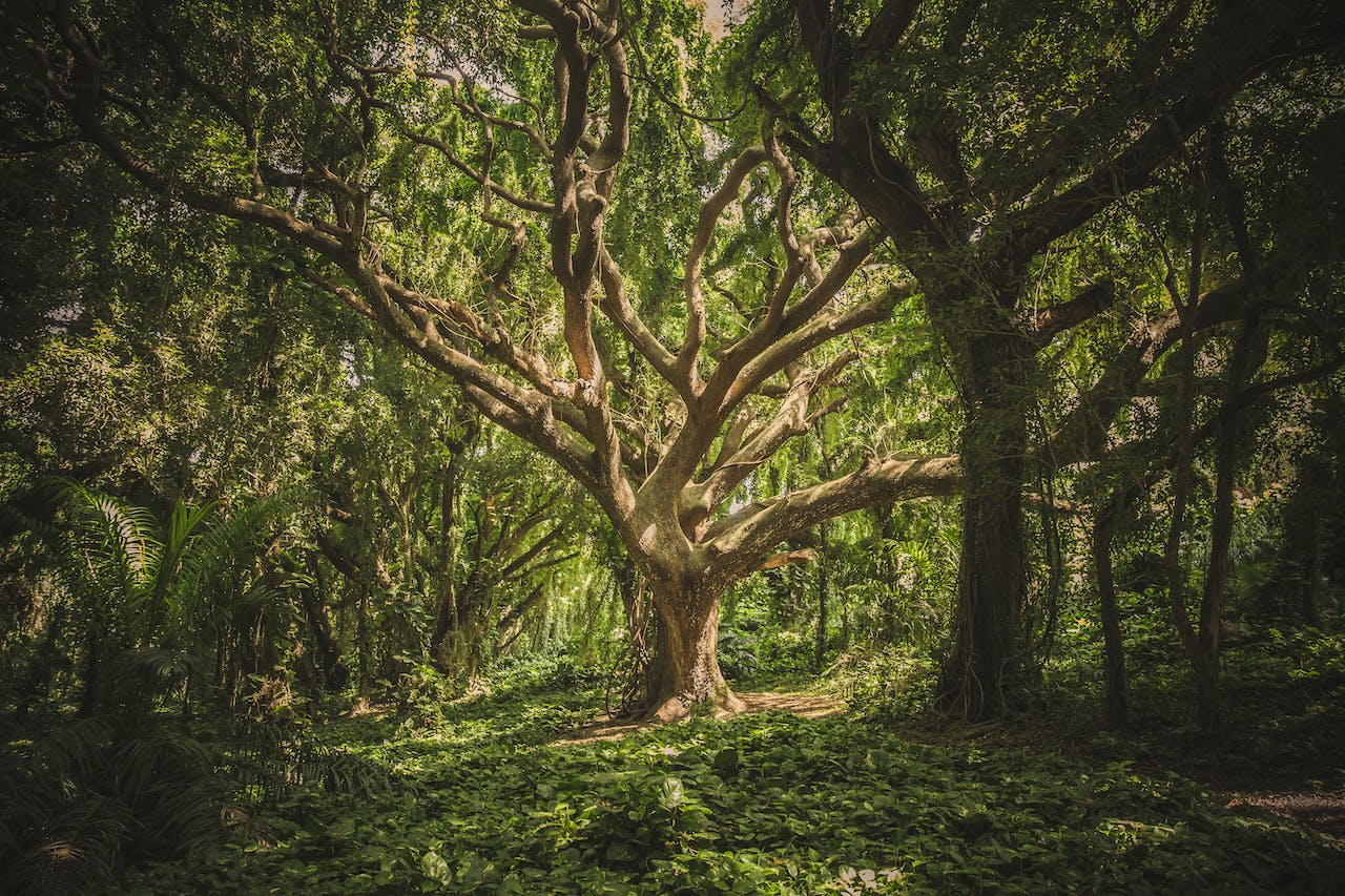 Ecotherapy Potential in Addiction Treatment in West Virginia