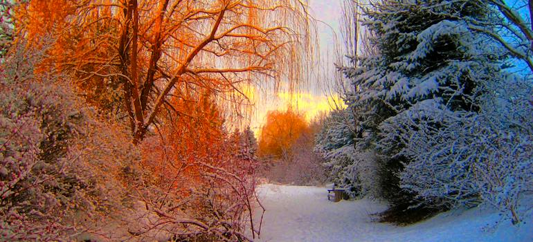 forest during winter.