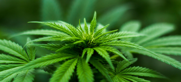 a cannabis plant