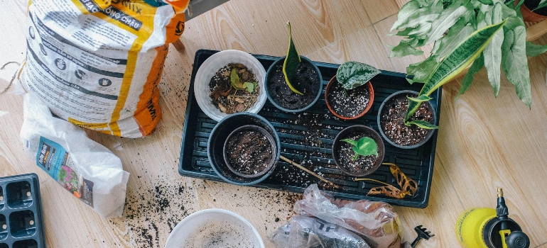 Plants and gardening tools