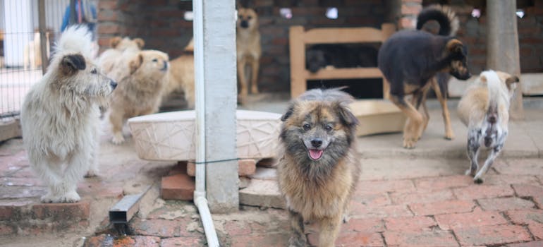 Dogs in a local shelter.