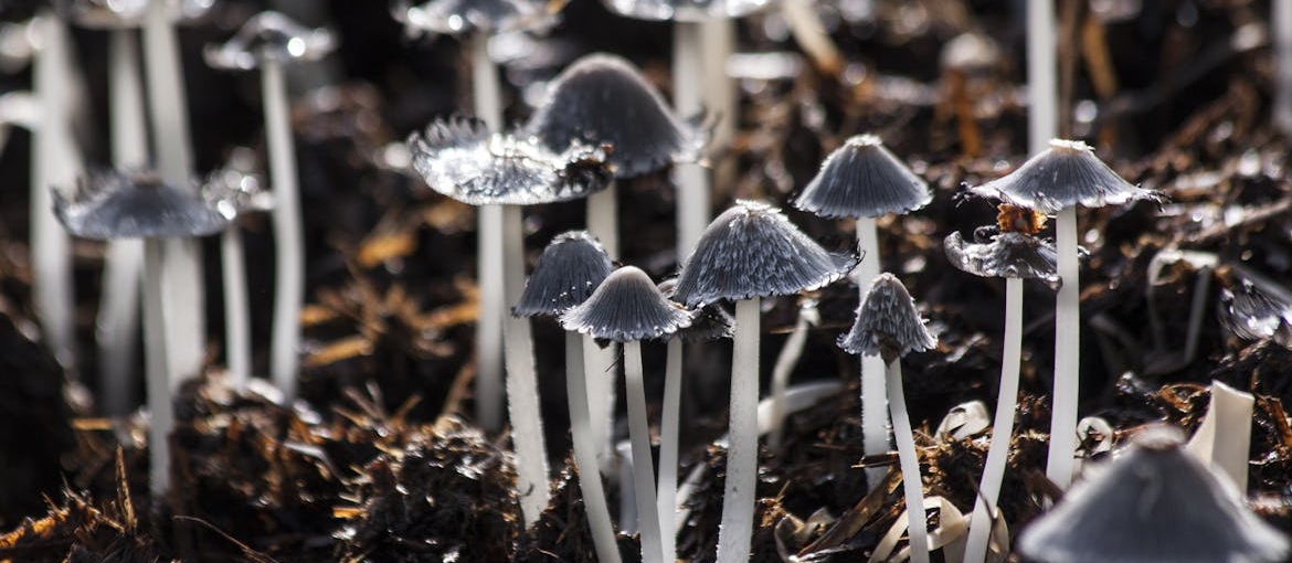 Mushrooms growing from soil.