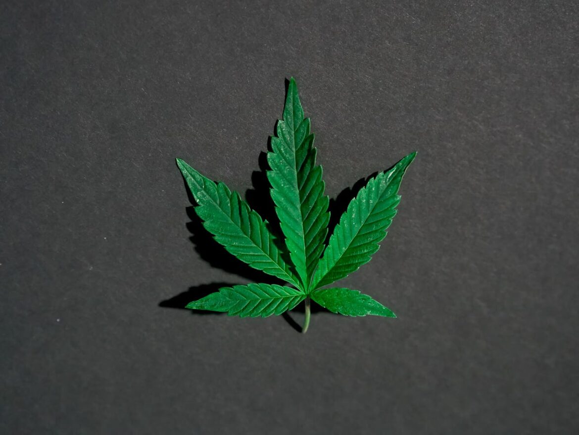 Cannabis leaf.