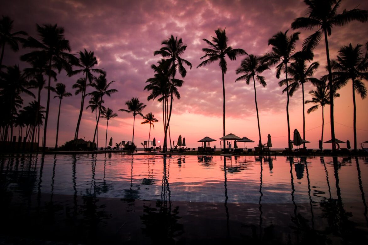 Palms trees near the ocean.