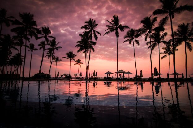 Palms trees near the ocean.